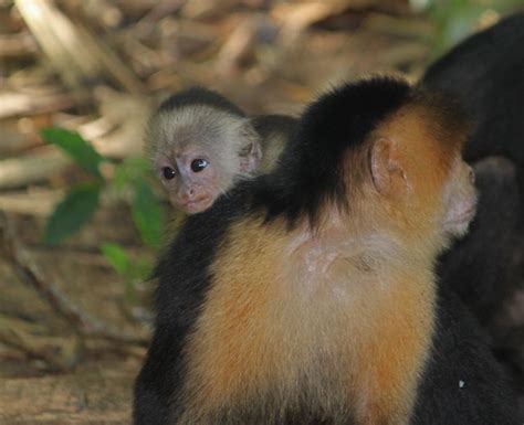 Baby White Faced Capuchin Monkey Flickr Photo Sharing