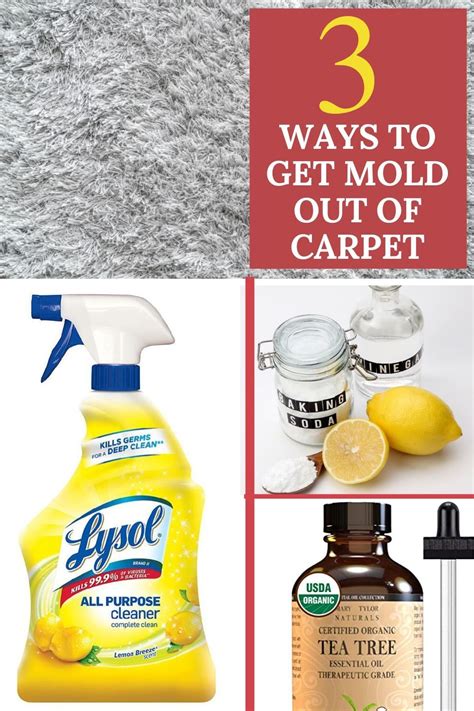 What are the effects of mold in the lungs? 3 Easy ways to Get Mold Out of Carpet in 2020 | Mold ...