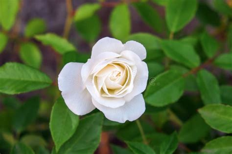 Beautiful White Rose Blooming In The Garden Stock Image Image Of