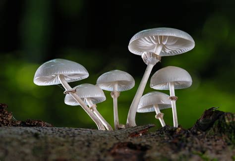 Understanding Fungi Characteristics And Function Plantsnap
