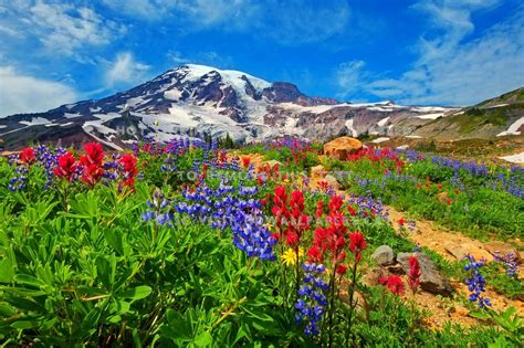 Mountain Wildflowers Wallpapers Wallpaper Cave