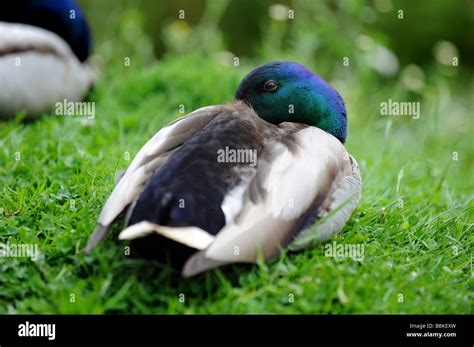 Duck Sleeping One Eye Open Hi Res Stock Photography And Images Alamy