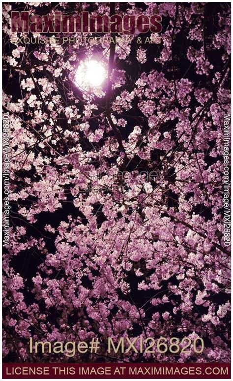Photo Of Cherry Blossom At Night Stock Image Mxi26820