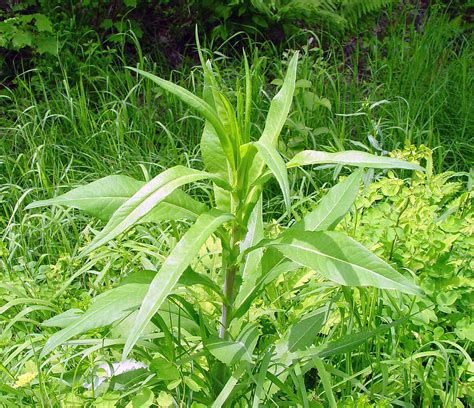 Lactuca Canadensis Tall Lettuce Go Botany