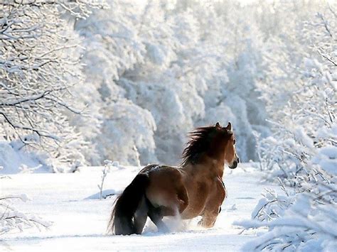 Beautiful Winter Scene With Horse Outdoor Pinterest