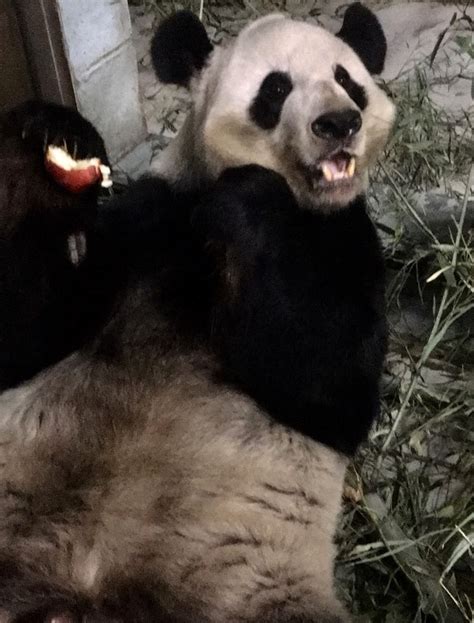 Panda Updates Friday November 30 Zoo Atlanta