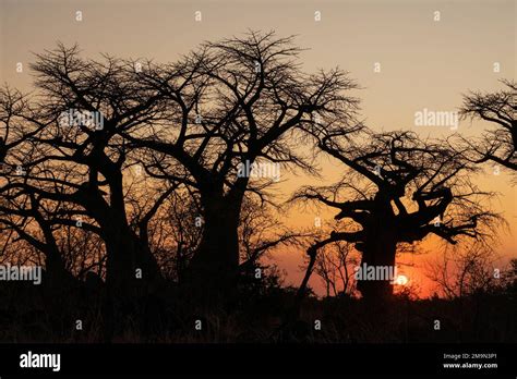 Baobab Adansonia Sp In The Savannh At Sunset Savuti Chobe National