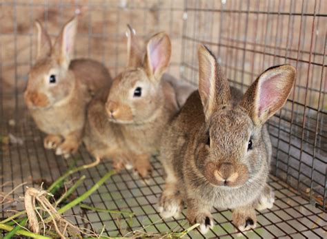 New zealand and california rabbits. New Zealand rabbits at Birdsong Farm | Pocket Pause