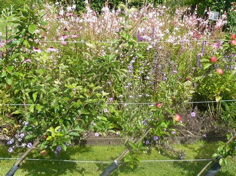 Many fruit trees can be grown as cordons or espaliers; Fruit Tree Training and Styles - Gardeners Tips