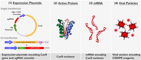 Crisprcas9 Genome Editing Transfection Reagents Ozbiosciences