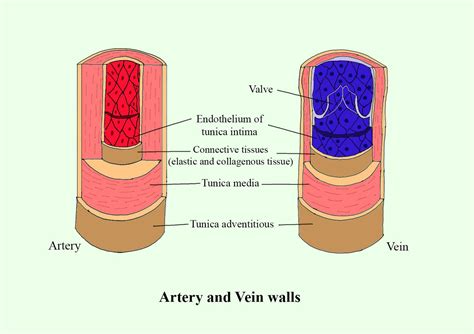 With The Help Of Labeled Diagrams Describe The Structure Of An Artery A Vein And A Capillary