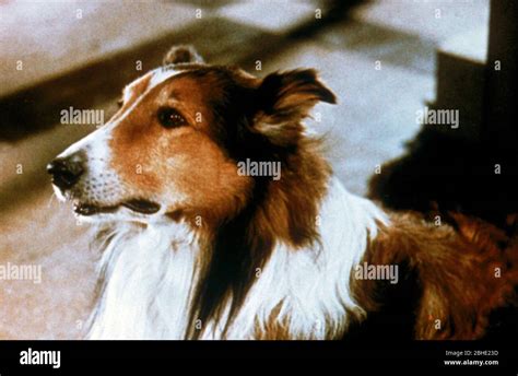 Lassie Dog High Resolution Stock Photography And Images Alamy