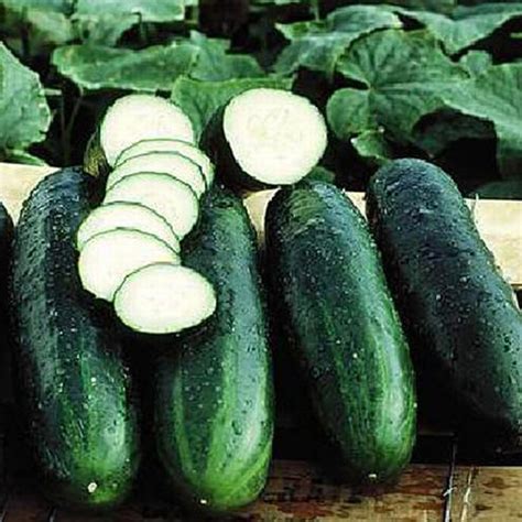 Cucumber Seeds St Clare Heirloom Seeds Heirloom And Open