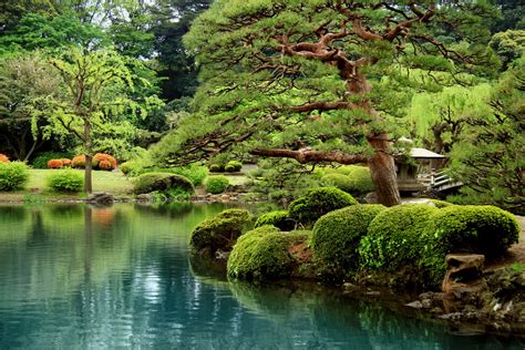 Calm Zen Lake And Bonsai Trees In Tokyo Garden Wall Mural And Photo