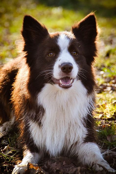 Border Collie Great Pose I Am Guessing The Color Of This Border