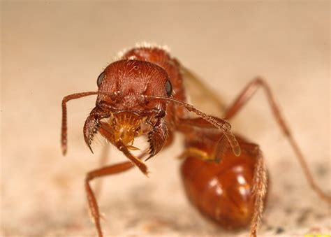 Western Harvester Ant Mating Flight Pogonomyrmex Occidentalis A