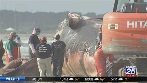 Crews Work To Move 50000 Pound Whale That Washed Up On Duxbury Beach