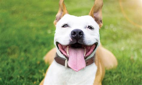 Appointments are not tied to specific animals, so please check to see who is available prior to your appointment. Animal Humane Society | Animal Humane Society