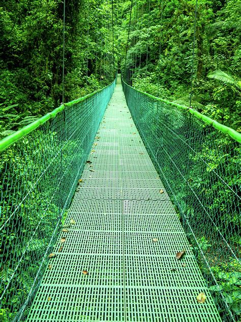 Hanging Bridge In Cloud Forest In Monte Verde Costa Rica Photograph By