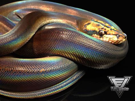 White Lipped Python Reptiles Pinterest Boas