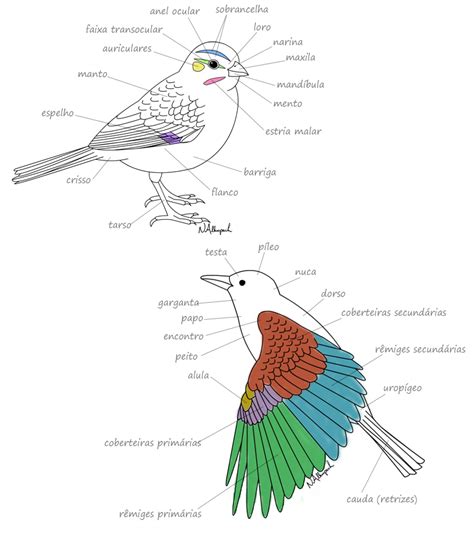 Morfologia Das Aves Wikiaves A Enciclopédia Das Aves Do Brasil