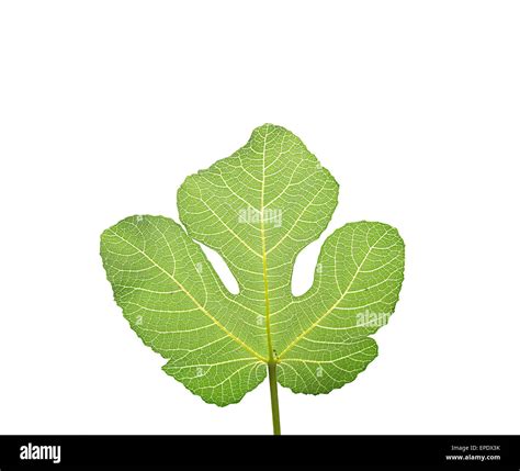 Fig Leaf The First Garment Worn By Adam And Eve According To The Old