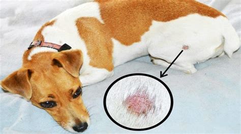 Ringworm In Dogs Symptoms And Best Treatment