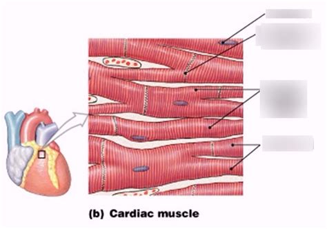 Cardiac Muscle Diagram Labeled