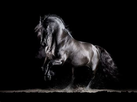 Equine Photography By Mark Harvey Cheval