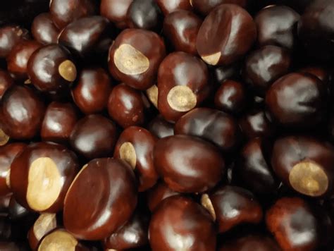 Can You Eat Buckeye Nuts What Do Buckeyes Taste Like Itsfoodtastic