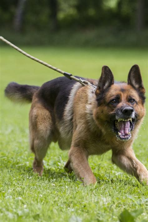 Angry Dog Germanshepherd Angry Dog German Shepherd Dogs