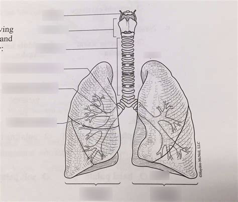 Lungs Diagram Quizlet