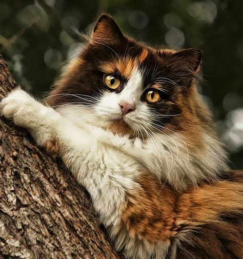 Calico Cat Breed Characteristics Superiorly History Photo Exhibition