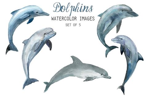 Watercolor Dolphins Clipart Animal Illustrations Creative Market