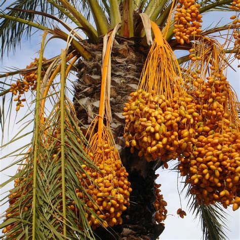 Can You Eat Palm Tree Fruit Fileorange Palm Tree Fruits