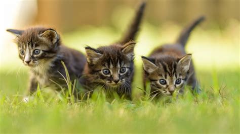 Download Grass Kitten Animal Cat Hd Wallpaper