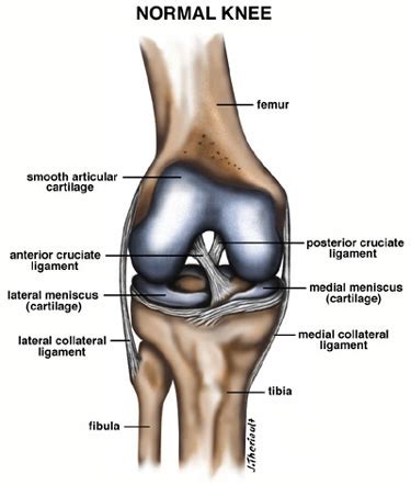 Knee anatomy is incredibly complex, and problems with any part of the knee anatomy—including the bones, cartilage, muscles, ligaments and tendons—can cause pain. Knee Arthroscopy - Ackland Sports Medicine