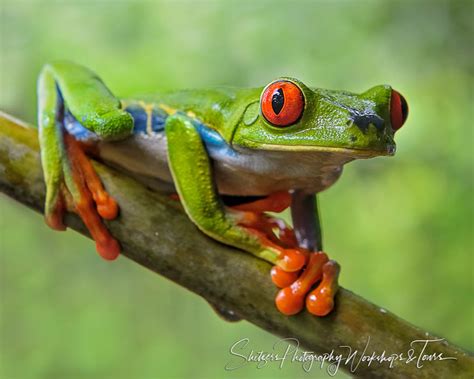 Costa Rican Red Eyed Tree Frog Posing In Wildlife Photography Se