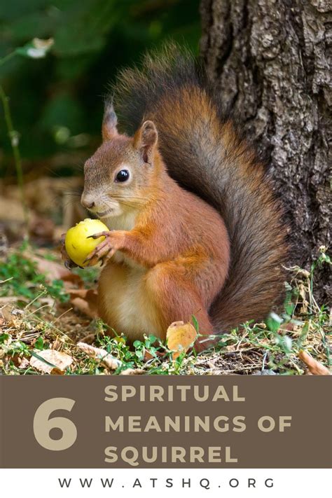 Top 195 Squirrel Spirit Animal