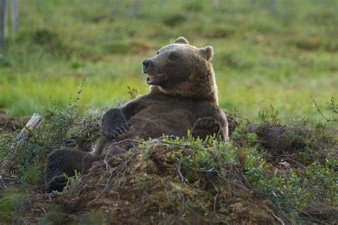 So Many Things To Ponder I Know That Feeling Bear Bros Bear Brown