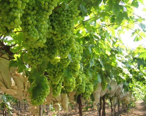 India To Grow South African Grape Varieties