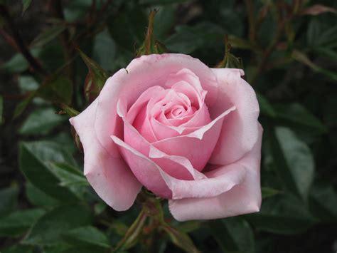 Maybe you would like to learn more about one of these? October - Little Opal - The New Zealand Rose Society