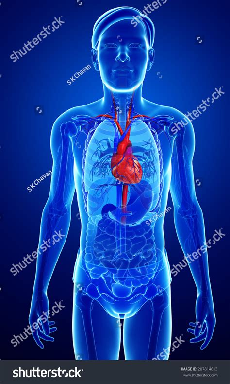 Illustration Of Male Heart Anatomy 207814813 Shutterstock