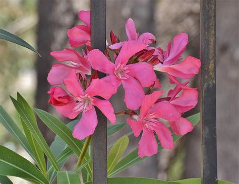 Pink Oleander Ii Photograph By Linda Brody