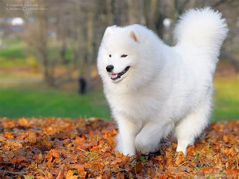 Samoyed And Background Hd Wallpaper Pxfuel