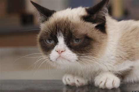 Grumpy Cat Movie Popular Internet Meme Inks Hollywood Movie Deal