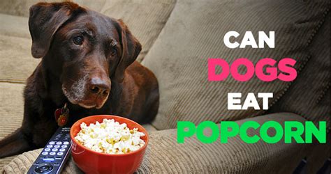 Can Dogs Eat Popcorn Is Popcorn Bad For Dogs To Eat Before Bed