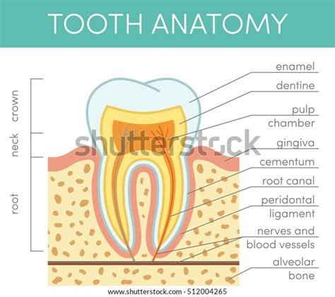 Human Tooth Anatomy Vector Diagram Healthy Stock Vector Royalty Free