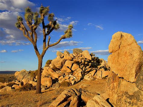 Joshua Tree Mojave Desert Littlerock California Nature Deserts Hd