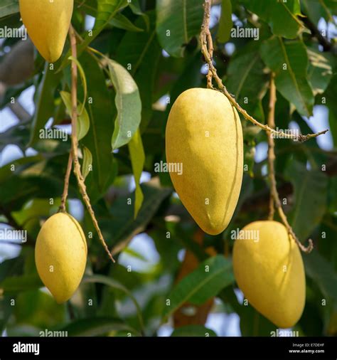 Ripe Mango On Tree Hi Res Stock Photography And Images Alamy
